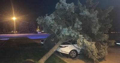 Под Одесской ОГА дерево рухнуло на люксовый Range Rover, припаркованный с нарушениями (фото) - focus.ua - Украина - Киев - Одесса