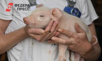 Африканская чума свиней может прийти в регионы РФ: эксперт оценил риски - fedpress.ru - Москва - Россия - Хабаровский край - Еврейская обл. - Магаданская обл. - район Ванинский