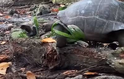 Черепаху впервые в истории засняли поедающей другое животное. До этого ее считали травоядной - ont.by - Белоруссия - Сейшелы