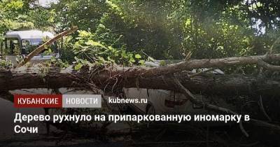 Дерево рухнуло на припаркованную иномарку в Сочи - kubnews.ru - Сочи - Краснодарский край - Краснодар
