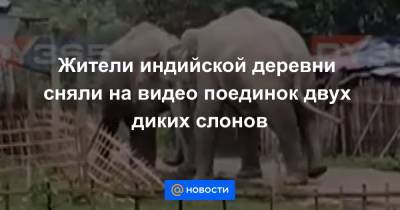 Жители индийской деревни сняли на видео поединок двух диких слонов - news.mail.ru - Индия