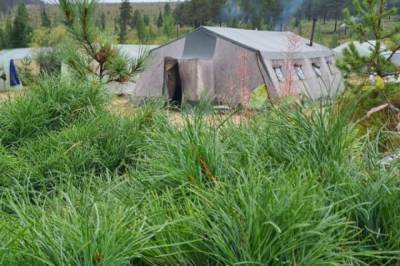 Хабаровчане высадили в Якутии 10 тысяч корейских кедров - hab.aif.ru - респ. Саха
