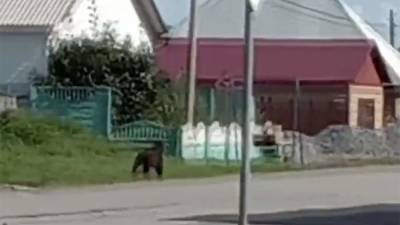 Участковый застрелил медведя на территории школы под Красноярском - iz.ru - Красноярский край - Израиль - Красноярск