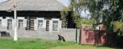 В Ачинском районе участковый застрелил медведя, гулявшего по поселку - runews24.ru - район Ачинский