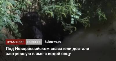 Алексей Одеров - Под Новороссийском спасатели достали застрявшую в яме с водой овцу - kubnews.ru - Краснодарский край - Новороссийск