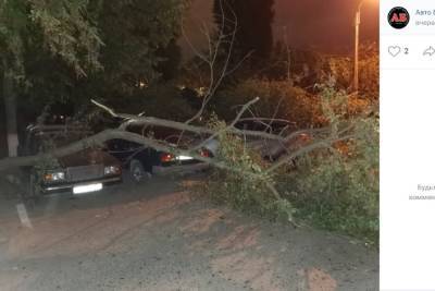 Юрий Галдун - В Белгороде дерево упало на несколько автомобилей - mk.ru - Белгород