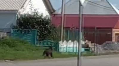 Участковый объяснил убийство медведя на территории школы под Красноярском - iz.ru - Красноярский край - Израиль - Красноярск