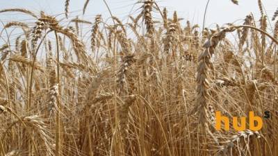 Беларусь ввела запрет на вывоз зерновых - hubs.ua - Украина - Белоруссия