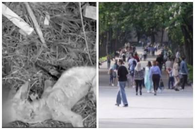 "Чупакабра" попалась в ловушку в украинском селе: как выглядит зверь - politeka.net - Украина - Ривненской обл.