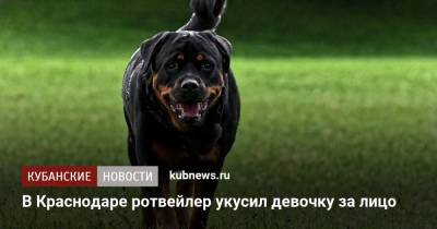 В Краснодаре ротвейлер укусил девочку за лицо - kubnews.ru - Сочи - Краснодарский край - Краснодар