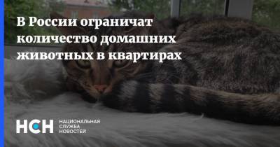 В России ограничат количество домашних животных в квартирах - nsn.fm - Россия - Экология