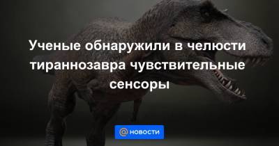 Ученые обнаружили в челюсти тираннозавра чувствительные сенсоры - news.mail.ru - Япония - штат Монтана