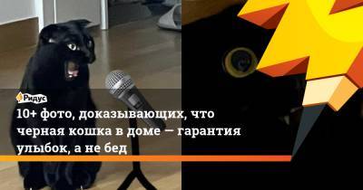 10+ фото, доказывающих, что черная кошка вдоме— гарантия улыбок, анебед - ridus.ru