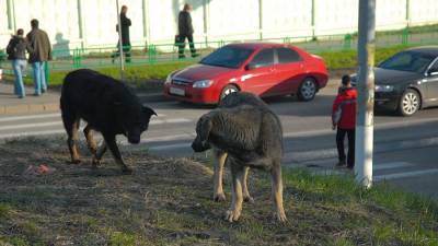 Собаки напали на ребенка в Подмосковье - iz.ru - Сочи - Израиль - Воронеж - Московская обл.