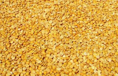 Цены на горох растут, но уступают прошлогодним показателям - agroportal.ua - Украина