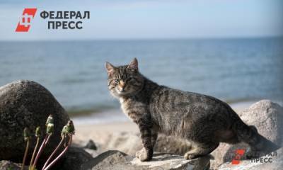 Маслянистое пятно в Азовском море ликвидировали - fedpress.ru - Краснодарский край