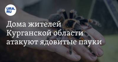 Дома жителей Курганской области атакуют ядовитые пауки - ura.news - Курганская обл.