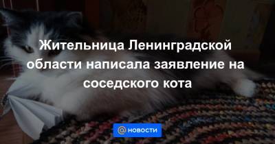 Жительница Ленинградской области написала заявление на соседского кота - news.mail.ru - Ленинградская обл.