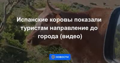 Екатерина Гура - Испанские коровы показали туристам направление до города (видео) - news.mail.ru - Spain