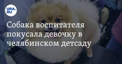 Собака воспитателя покусала девочку в челябинском детсаду - ura.news - Челябинская обл. - Магнитогорск