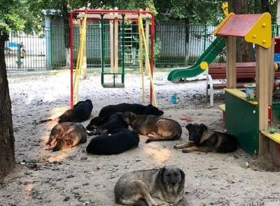 Собачьи банды в Ростове умоляют губернатора Голубева простерелезовать их - privet-rostov.ru - Ростов-На-Дону