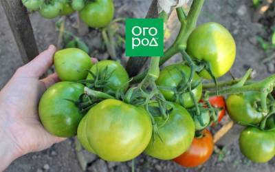 Передают дожди: нужно ли снимать зеленые помидоры с кустов? - skuke.net