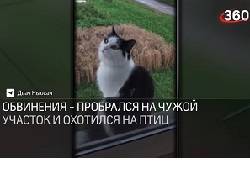 Сидит у забора, дразнит собак: в Ленобласти на кота завели дело - newsland.com - Ленинградская обл.