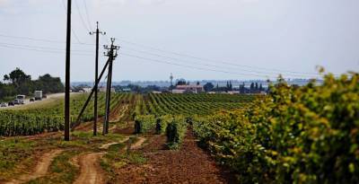 Кубани Вениамин Кондратьев - Из-за циклона на Кубани пострадали примерно 13,5 тысяч гектаров виноградников - runews24.ru