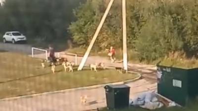 Пензячка рассказала о своре из 30 собак с неадекватным хозяином - penzainform.ru - Пенза