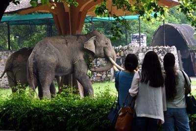 Пес спас хозяев от разъяренного дикого слона ценой собственной жизни - lenta.ru - India - штат Керала