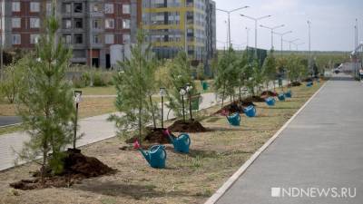 В Академическом высадили аллею сибирских кедров (ФОТО) - newdaynews.ru - Екатеринбург