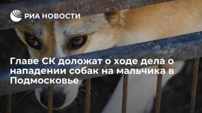 Александр Бастрыкин - Главе СК доложат по делу о нападении собак на 7-летнего мальчика в Подмосковье - ria.ru - Москва - Россия - Московская обл. - городское поселение Дмитровский