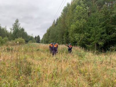 В Ленобласти прошли учения по поиску пропавших в лесу грибников - ivbg.ru - Украина - Ленинградская обл.