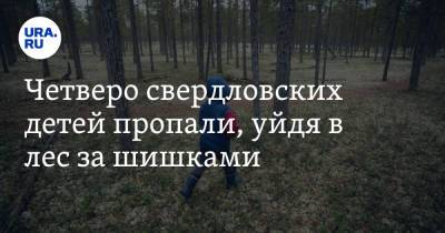 Валерий Горелых - Четверо свердловских детей пропали, уйдя в лес за шишками - ura.news - Свердловская обл.