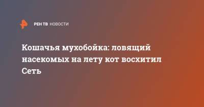 Кошачья мухобойка: ловящий насекомых на лету кот восхитил Сеть - ren.tv