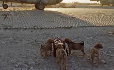 Британия отправит спецрейс в Афганистан за собаками и кошками - sharij.net - Англия - Афганистан - Кабул - Kabul