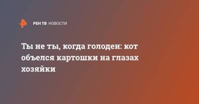 Ты не ты, когда голоден: кот объелся картошки на глазах хозяйки - ren.tv - Ленинградская обл.