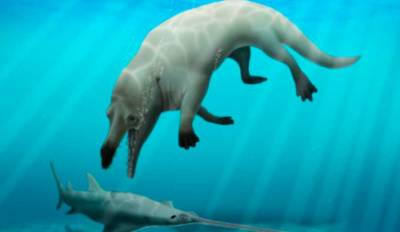В Египте найдены древние четырехлапые киты - lenta.ua - Украина - Египет
