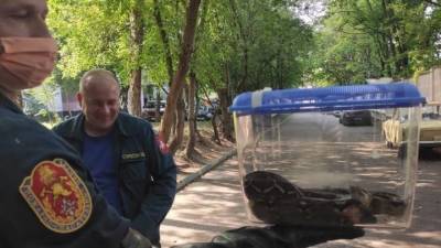 Удава обнаружили под балконом жилого дома на северо-западе Москвы - vm.ru - Москва