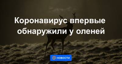 Коронавирус впервые обнаружили у оленей - news.mail.ru - США - шт. Огайо - Санкт-Петербург