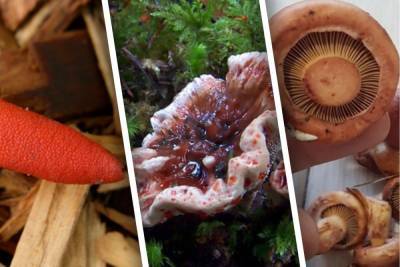 Розовые, кровоточащие, устричные: какие необычные грибы нашли за лето жители Новосибирска - novos.mk.ru - Новосибирск