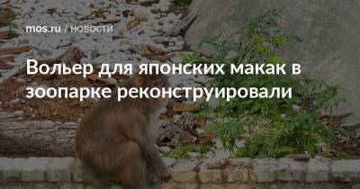 Вольер для японских макак в зоопарке реконструировали - mos.ru - Москва - Реконструкция
