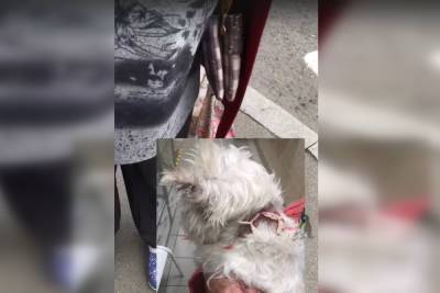 Бойцовский пес покусал маленькую собачку и ее хозяйку в Петербурге - spb.mk.ru - Санкт-Петербург