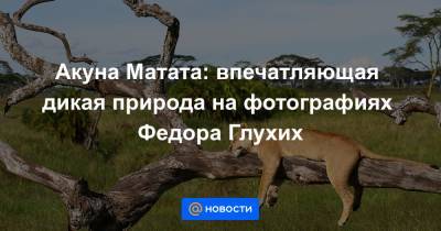 Акуна Матата: впечатляющая дикая природа на фотографиях Федора Глухих - news.mail.ru