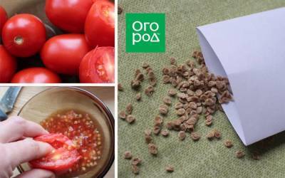 Ферментируем и обеззараживаем семена томатов в сенной палочке: пошаговая инструкция - skuke.net