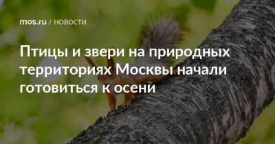 Птицы и звери на природных территориях Москвы начали готовиться к осени - mos.ru - Москва