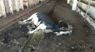 Жители: «В Вурнарском районе коров держат без еды» - pg21.ru - респ. Чувашия
