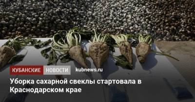 Вениамин Кондратьев - Уборка сахарной свеклы стартовала в Краснодарском крае - kubnews.ru - Россия - Краснодарский край - Павловск