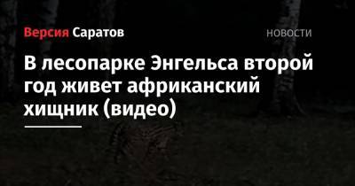 В лесопарке Энгельса второй год живет африканский хищник (видео) - nversia.ru - Россия