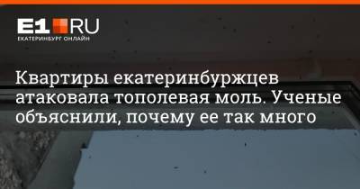 Квартиры екатеринбуржцев атаковала тополевая моль. Ученые объяснили, почему ее так много - e1.ru - Екатеринбург - Экология